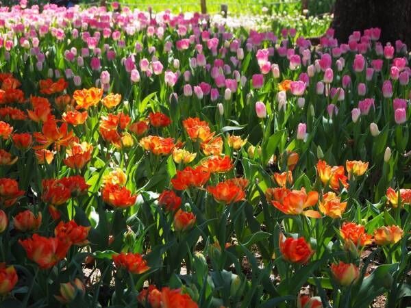 「ガーデンネックレス横浜 2019」開催、山下公園や里山公園にチューリップ＆桜が咲き誇る