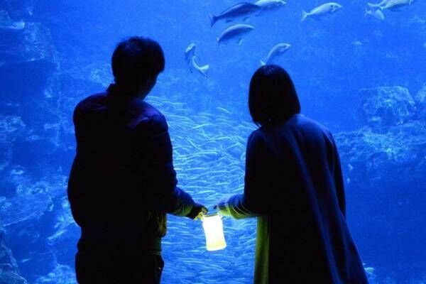京都水族館「夜のすいぞくかん」すやすや眠るペンギン観察＆鮮やかなライトが彩る劇場型イルカショー