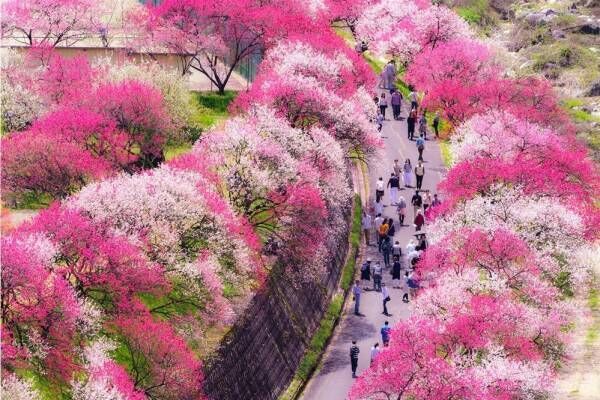 日本一の桃源郷が広がる「昼神温泉花まつり」長野・阿智村で、約10,000本が40kmに