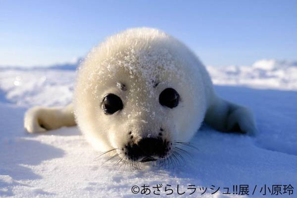 アザラシの合同写真＆イラスト展「あざらしラッシュ!!展」名古屋・静岡で、グッズ販売も