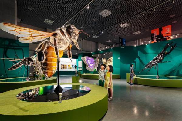 特別展「昆虫」大阪市立自然史博物館で開催、“昆虫の驚く べき世界”を世界で収集した標本と共に紹介