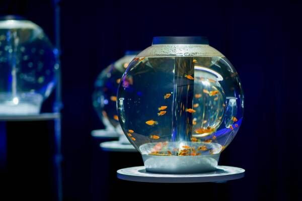 カフェ型水族館「ジュエリーアクアリウム」埼玉・越谷イオンレイクタウンKazeに、2千匹の美魚が舞う