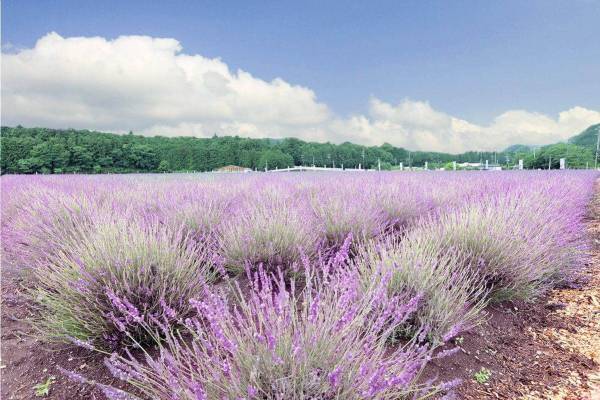 日本最大級のラベンダー園「千年の苑 ラベンダー園」埼玉・嵐山町にオープン、約5万株が一面に