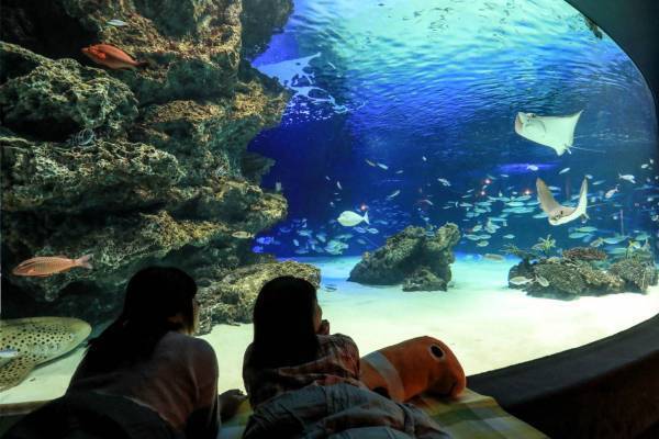 サンシャイン水族館の宿泊イベント「オトナ女子の夜ふかし水族館」水槽前でお泊まり＆間近で生き物観察