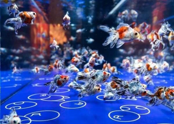 すみだ水族館「東京金魚ワンダーランド2019」日本最大級の金魚展示エリアに広がるレトロな昭和空間