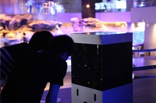 すみだ水族館でホタル鑑賞イベント「ホタルの夜」夜の水族館で楽しむ幻想的な光