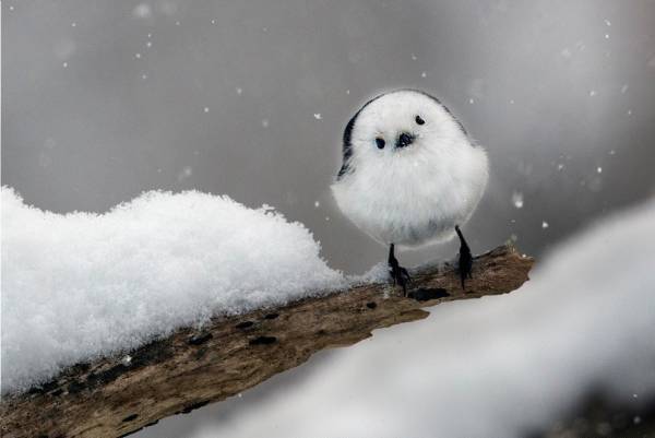 「嶋田 忠 野生の瞬間 華麗なる鳥の世界」東京都写真美術館で、野生の鳥の求愛ダンスを捉えた写真など