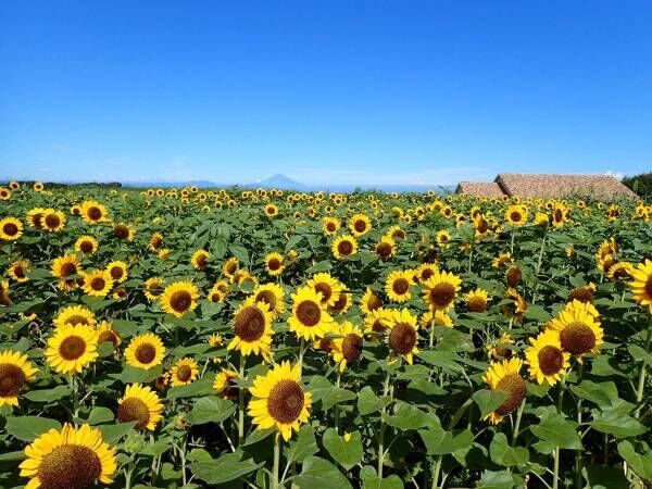 約10万本のヒマワリが開花！横須賀「ソレイユの丘」青い空と海、黄色のヒマワリが織りなす夏の絶景