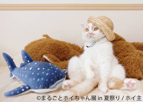 ねこ休み展スピンオフ「まるごとホイちゃん展」“夏祭り”がテーマの写真＆物販展、浅草で開催