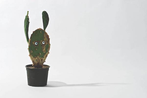 展覧会「ロイス・ワインバーガー展」“見えない自然”に迫る植物を使った絵画など、東京ワタリウム美術館で