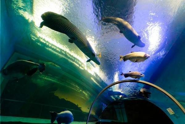 神戸・須磨海浜水族園のナイトアクアリウム、光と織りなす切り絵アートや色彩豊かなイルカパフォーマンス