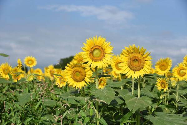 55万本の大輪が咲く「ひまわりまつり」が神奈川・座間で、“黄色い絨毯”のように広がるひまわり畑