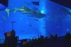 沖縄美ら海水族館「美ら海ナイトアクアリウム」ジンベエザメたちが泳ぐ“神秘的な海”、生演奏を聴きながら