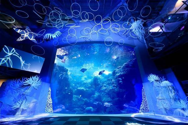 新江ノ島水族館「えのすいワンダーアクアリウム 2019」彩りの秋&ハロウィンを海の生き物×光で表現