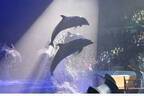 南紀白浜アドベンチャーワールドのナイトマリンライブ「LOVES」イルカ&クジラのダイナミックショー