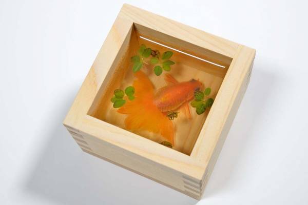 すみだ水族館「金魚♡(LOVE)展」水彩画やフェルト作品など金魚アートに彩られる展示エリア