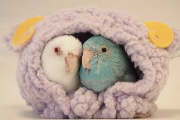 「鳥物語トリストーリー展」名古屋で、鳥の“一瞬の美しさ”を表した写真展&ハンドメイドグッズ物販