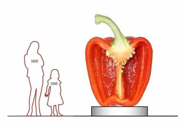 「野菜とデザイン」展が東京ミッドタウンで、栄養・おいしさを“デザインの視点”で切り取る