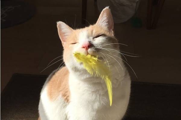 「第9回 ねこまつり at 湯島」全16店参加、ネコにちなんだ限定メニュー＆御朱印など発売