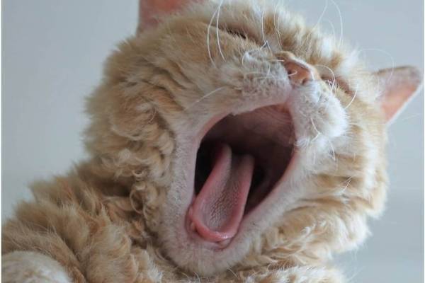 猫の写真＆物販展「にゃんぱく～ねこの万博～」東京・御茶ノ水で、グッズの即売会や“ねこ検定”模試も