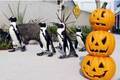 横浜・八景島シーパラダイスの秋イベント、ペンギンによるハロウィンパレード＆季節限定イルカショーも