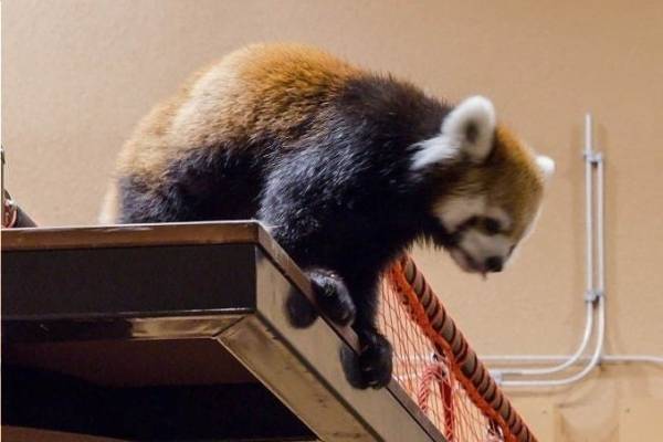 「夜の動物園」静岡市立日本平動物園で“レッサーパンダ”などの夜の姿を観察、イルミネーションも