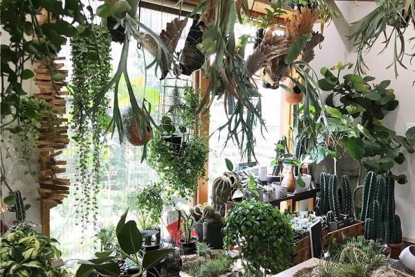 代官山T-SITEで様々な植物店が集結するマルシェイベント開催 - 生花や多肉植物、苔玉など