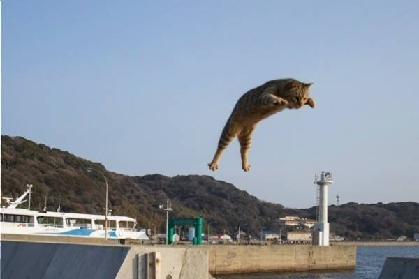 猫の合同展「ねこ専」神戸の大丸須磨店で - 猫の写真・イラストや雑貨300点以上が集結