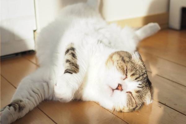 猫の合同写真＆物販展「ねこ休み展」ルクア大阪で、阪神タイガースとのコラボ作品を初公開