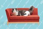 “ネコ用家具”の展覧会「ネコ家具LAB!!」東京・福岡で、ネコの為に縮尺したベッド＆ソファなど