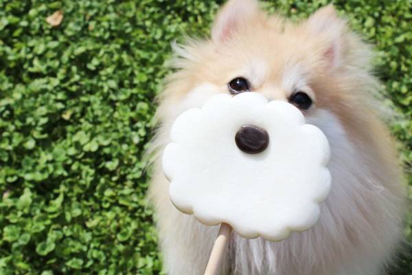 パパブブレ“犬”になりきるロリポップ＆肉球フレーバーのキャンディ、ダルメシアン柄チョコも