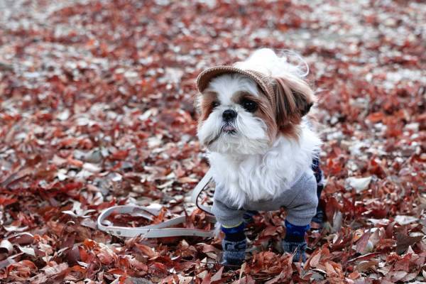 「鼻ぺちゃ展 2019」東京・浅草で、パグやシーズーなど“鼻ぺちゃ犬”の写真＆グッズが大集合