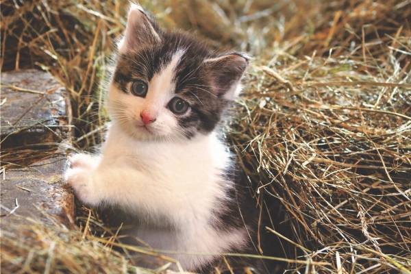 岩合光昭写真展「こねこ」大阪・なんばスカイオにて、世界各地の“こねこ”写真約170点を展示