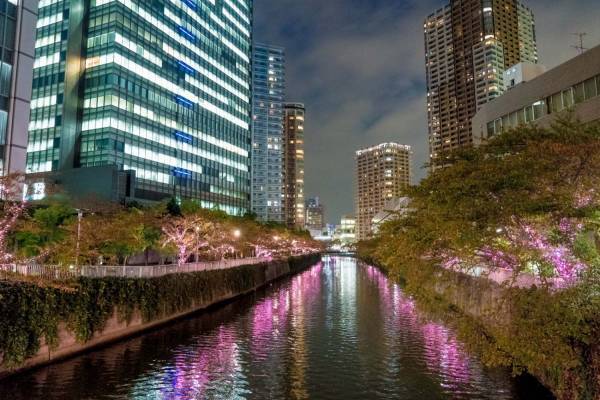 「目黒川みんなのイルミネーション2019」総延長約2.2km、41万個のLEDで楽しむ“冬の桜”