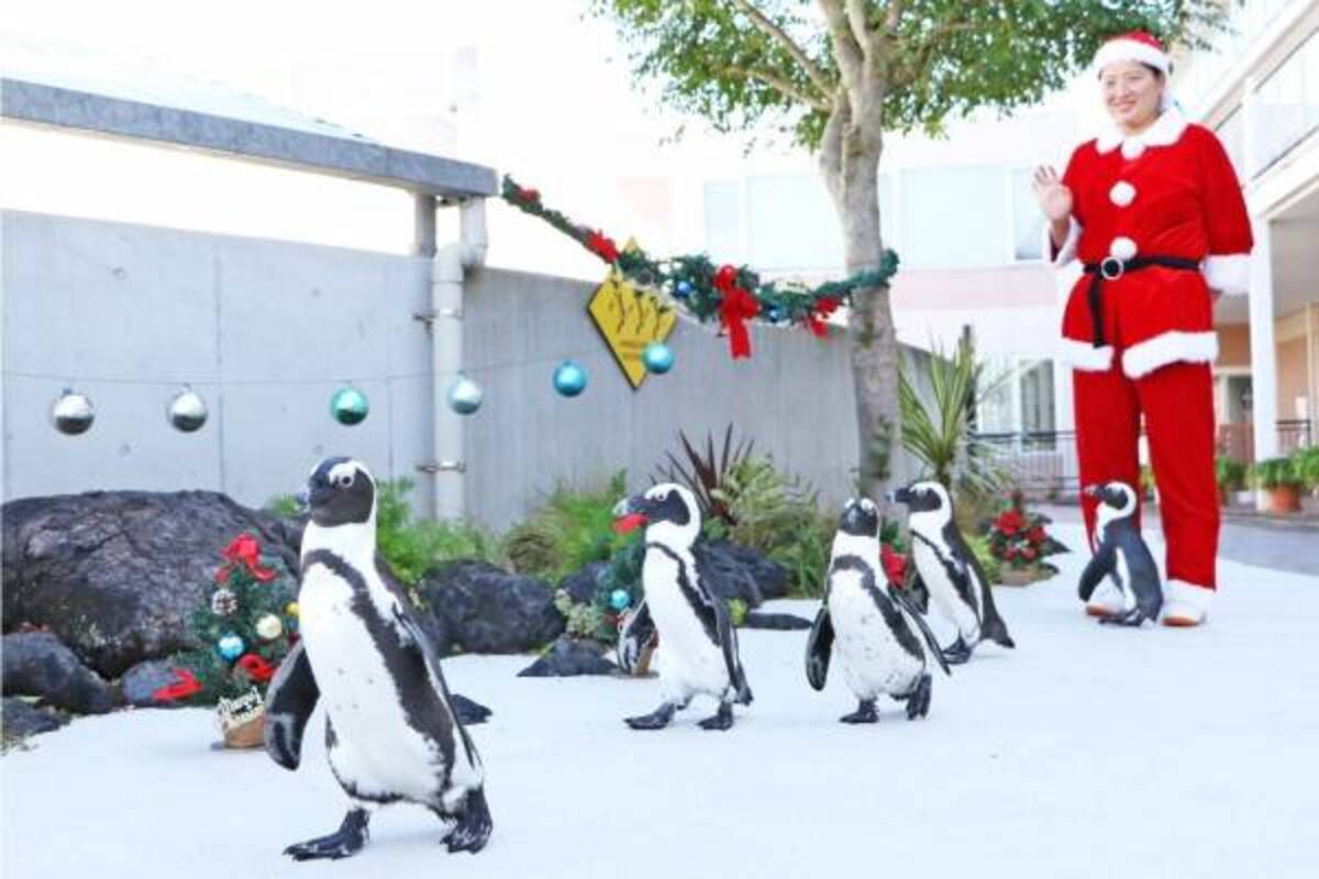 横浜 八景島シーパラダイスのクリスマス サンタが水槽に現れるイワシショーやペンギンパレード 19年10月31日 ウーマンエキサイト 1 4