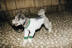 PELIの“モードな犬ファッション”「ペギオン」東京ミッドタウンに限定ショップ