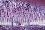 栃木・あしかがフラワーパークのイルミネーション - “藤の花”煌くライトアップ&童話のようなお城も