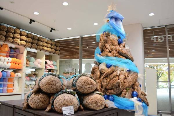 本物のようなオオサンショウウオのぬいぐるみ約100体を飾ったクリスマスツリー、京都水族館で