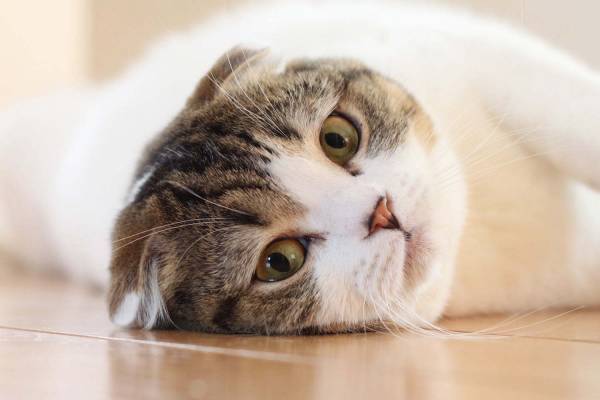 「ねこ休み展 in 船橋」猫の彫刻やぬいぐるみなど作品展示400点以上、物販2,000点以上が集結