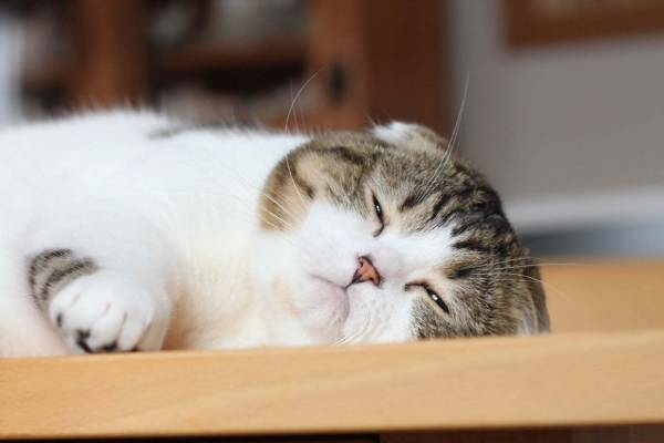 「ねこ休み展 in 横浜みなとみらい」冬らしい“癒し”のねこ写真展示＆限定グッズも