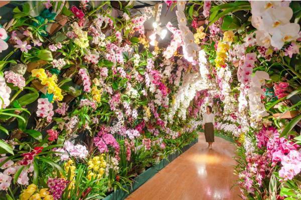 国内最多200品種の蘭が集結「大胡蝶蘭展」長崎・ハウステンボスで、“お花見”スポット&蘭カフェ