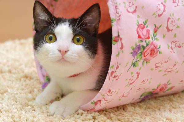 「にゃんぱく～ねこの万博～」約330点の愛猫写真＆動画展示、猫本専門店など御茶ノ水で