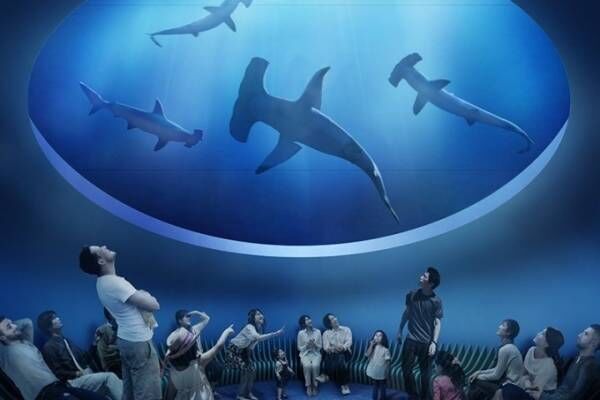 四国最大級の水族館「四国水族館」香川・宇多津町にオープン、瀬戸内海を望むイルカショーやサメ水槽など