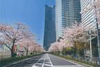 【開催中止】「みなとみらい21 さくらフェスタ2020」103本の桜並木道パレード＆歩行者天国でグルメも