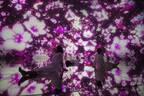東京・豊洲「チームラボプラネッツ」2作品が春限定で桜舞う特別演出に、“水に入る”アートミュージアム