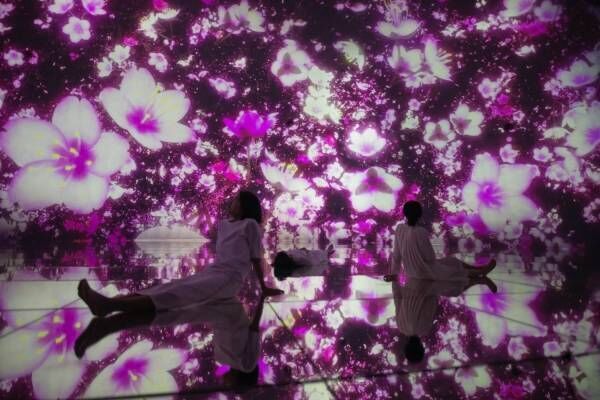 東京・豊洲「チームラボプラネッツ」2作品が春限定で桜舞う特別演出に、“水に入る”アートミュージアム