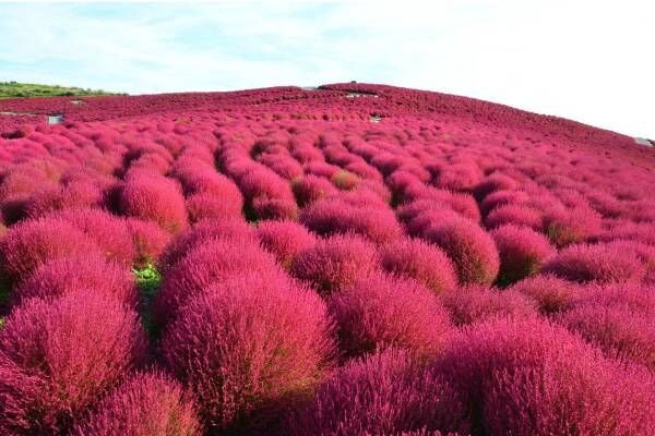 茨城・国営ひたち海浜公園、秋の絶景「コキア」約3万2千本が真っ赤に染まる秋の紅葉