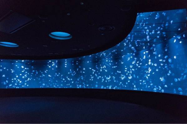 池袋サンシャイン水族館に新クラゲエリア「海月空感」横幅約14メートル、国内最大級のミズクラゲ水槽