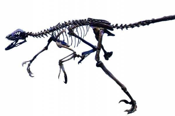 企画展「絵本でめぐる生命の旅」国立科学博物館で、絵本で辿る魚類からヒトへの進化