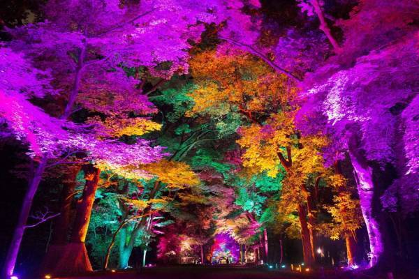 香川で「チームラボ 栗林公園 光の祭」自然の美しさを活かしたアート、呼応する光と音の空間